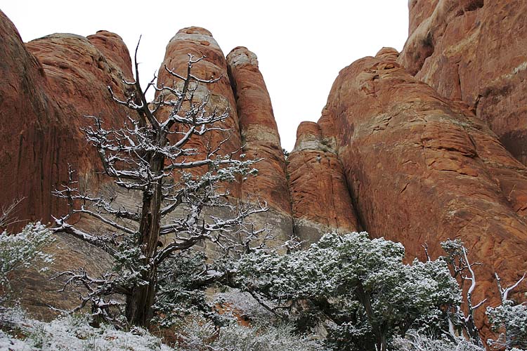 Rocks, Trees & Snow