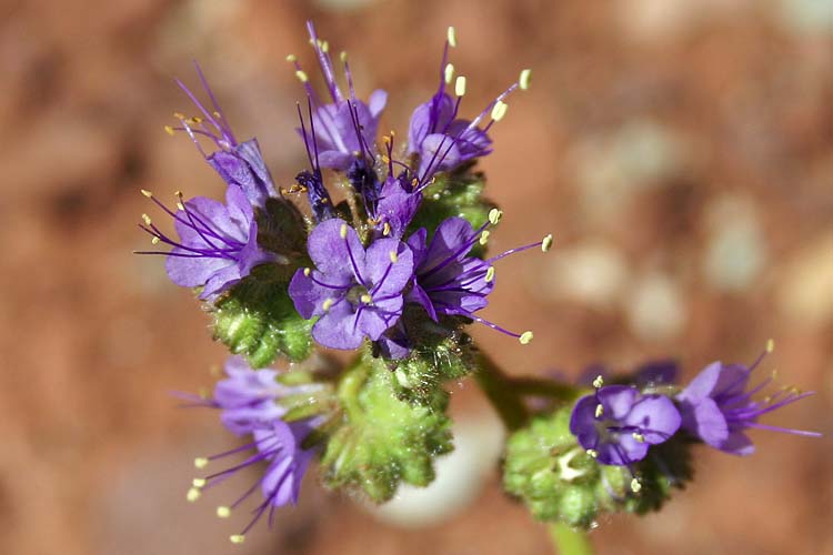 Wild Heliotrope