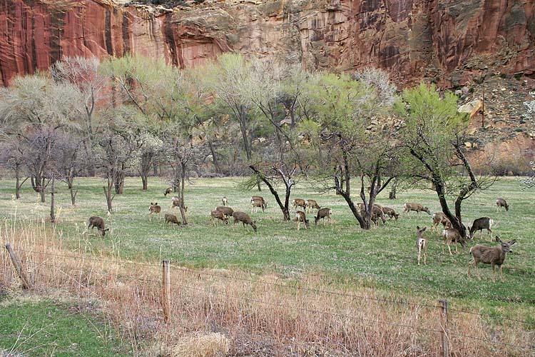 Orchard Full of Deer