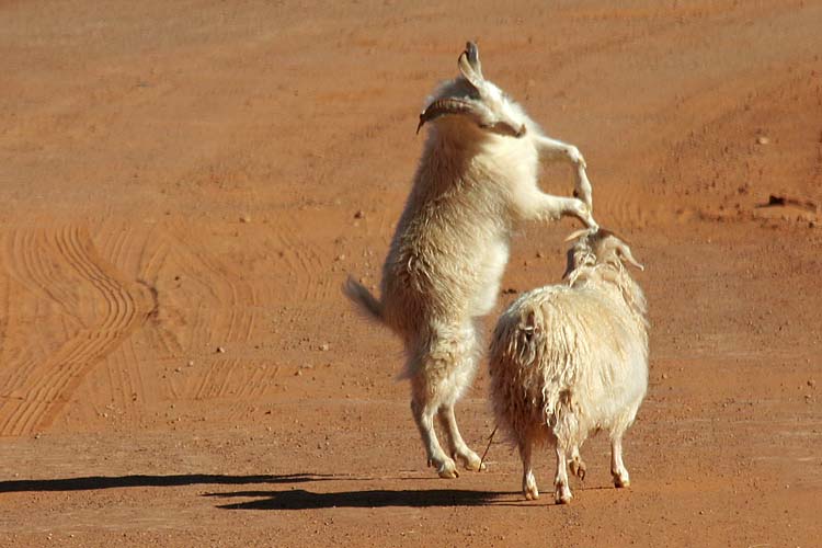 Dancing Goats