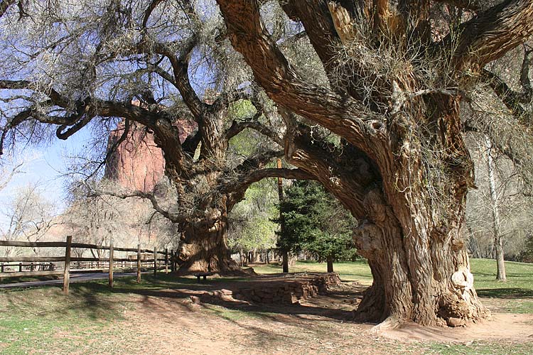 Ancient Trees