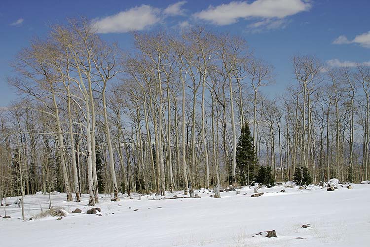 Snow at the Summit