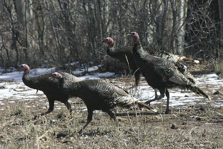 Wild Turkeys