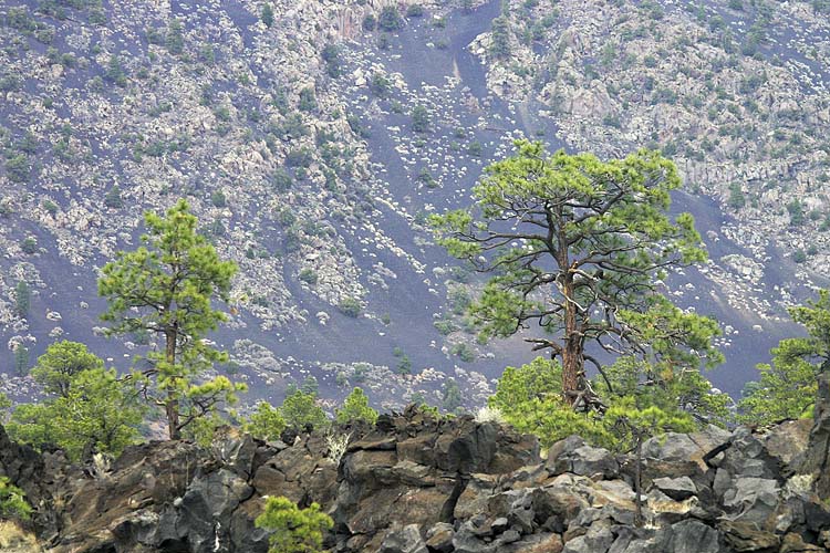 Trees on the Volcano
