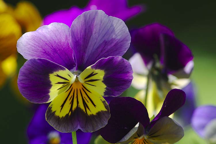 Viola