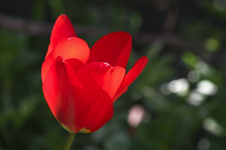 Lone Tulip