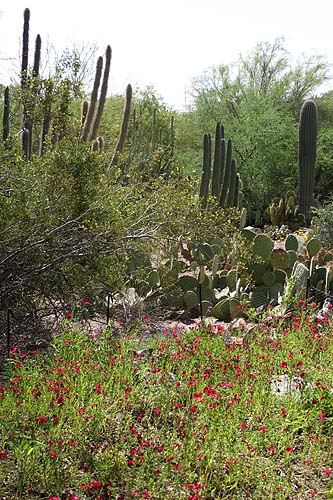 Phoenix Botanical Gardens