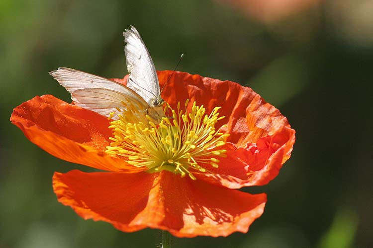 Poppy with Butterfly