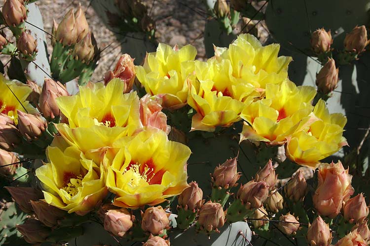 Prickly-Pear Blooms