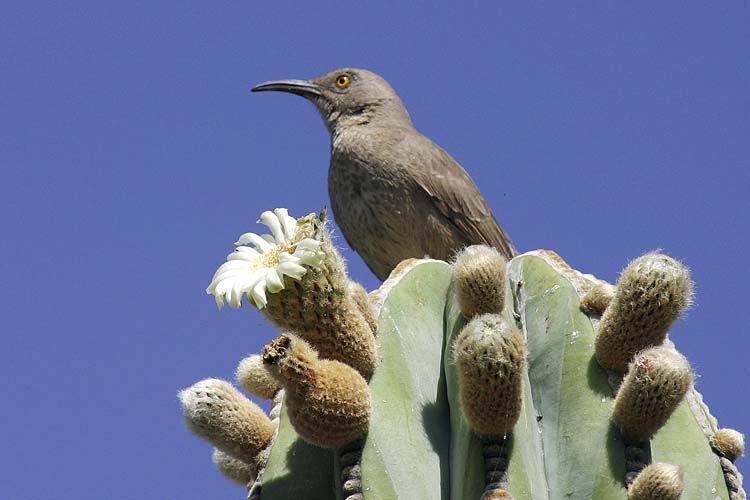 Bird on Cactus