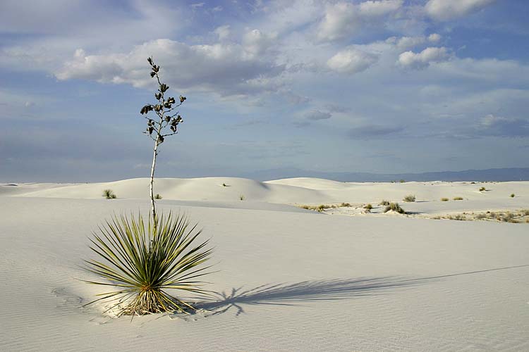 Yucca on the Sands