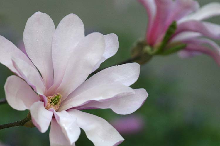 Star Magnolia