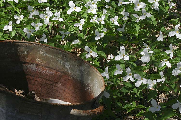 Rusty Tub