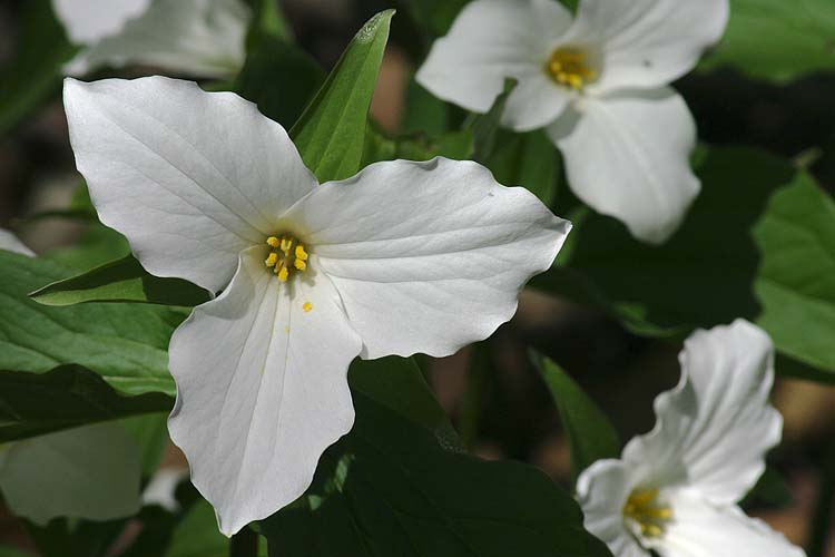 Trillium