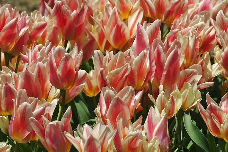 Tulips