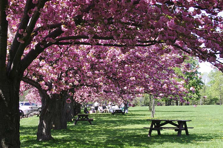 Picnic in the Park