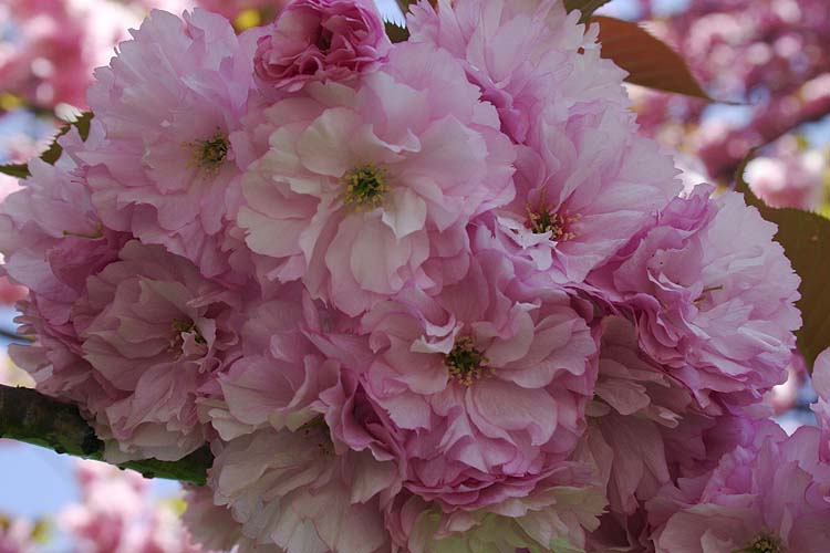 Japanese Cherry