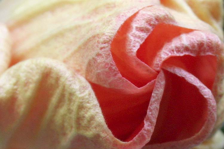 Opening Bud