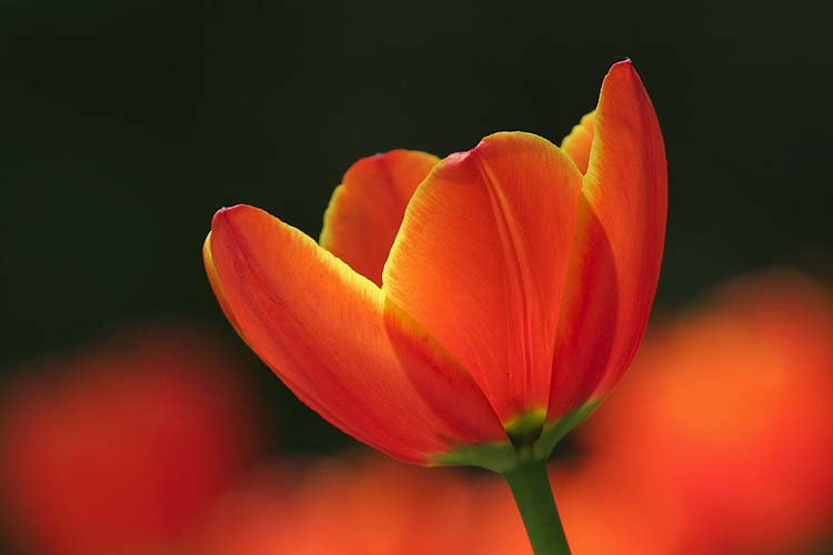 Tulip