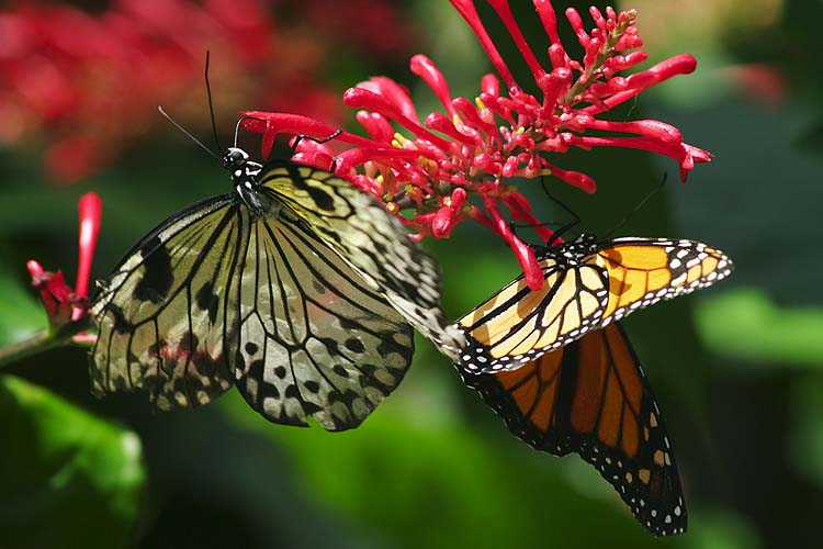 Butterflies