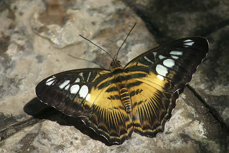 Parthenos Clipper