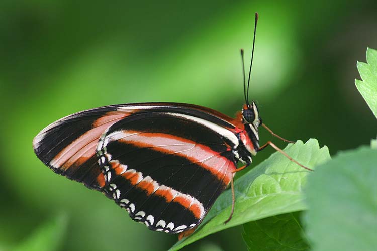 Orange Stripes