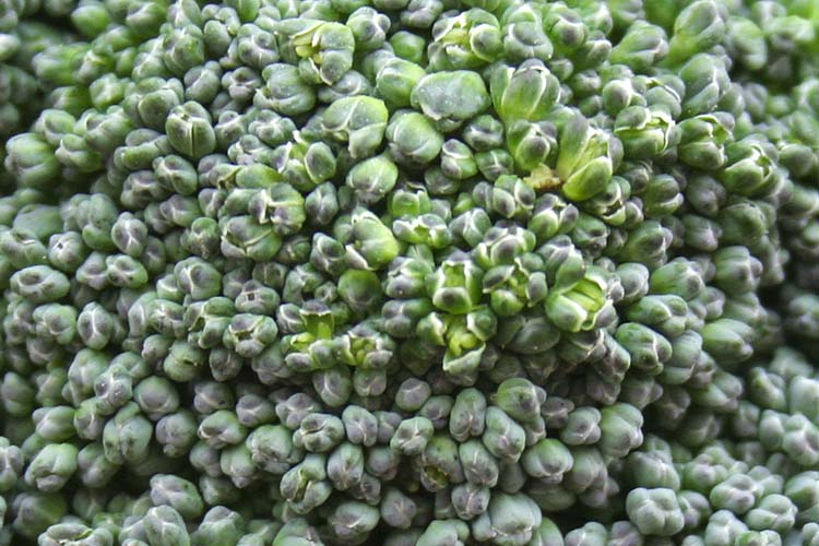 Broccoli