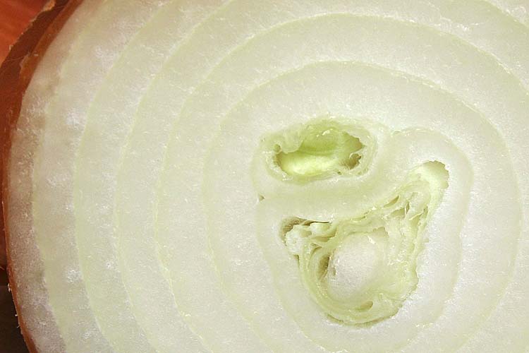 Concentric Rings