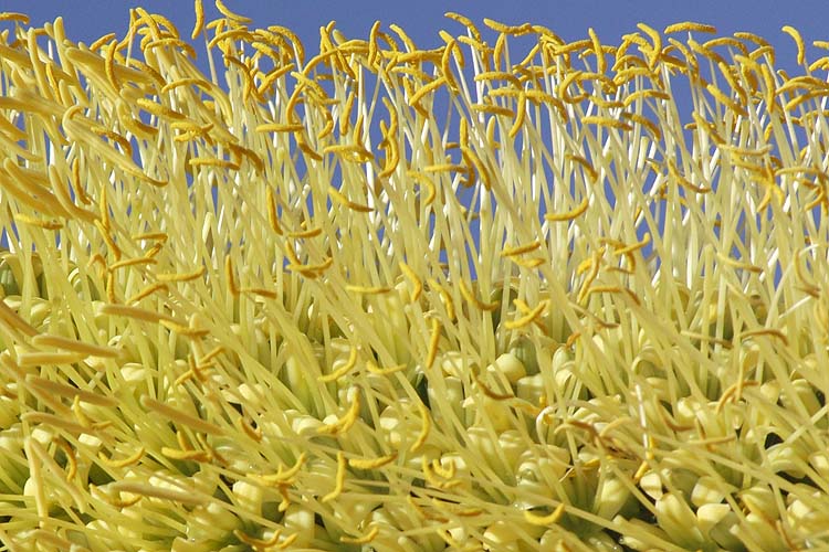 Stamen Series #1
