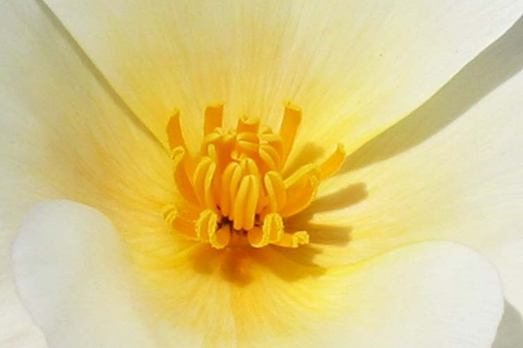 Simple Gold