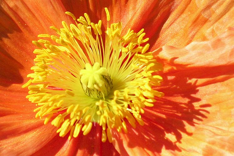 Orange Starburst