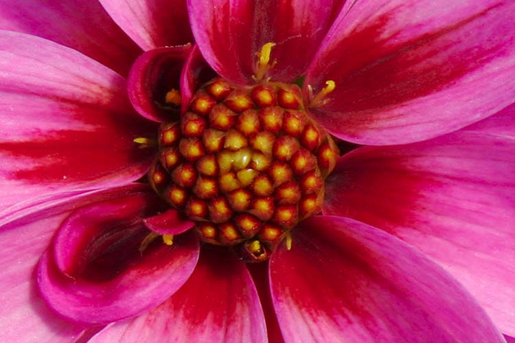 Dahlia Berry