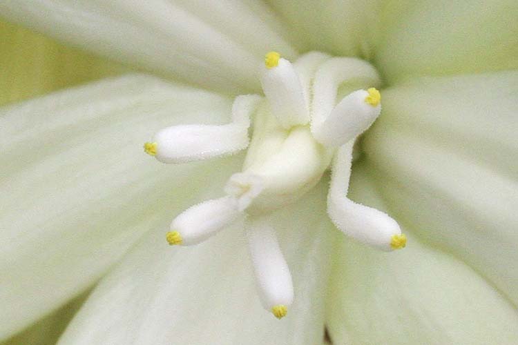Yucca