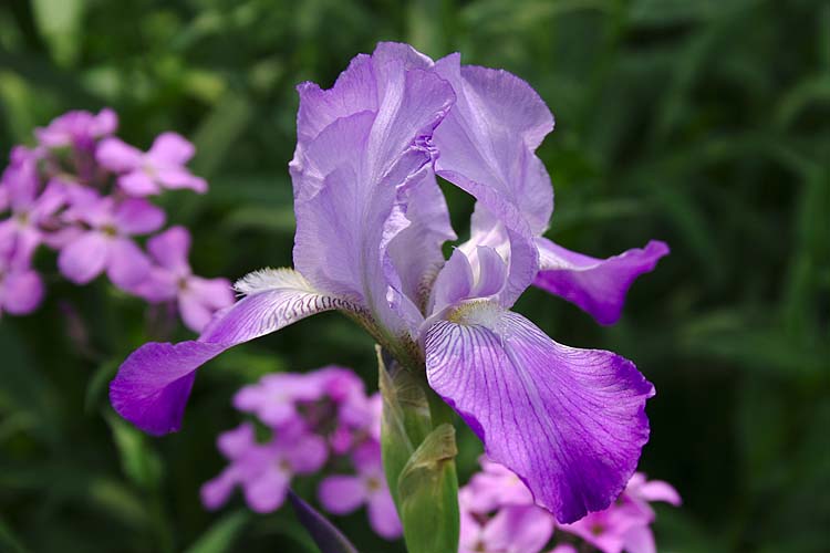 First Iris