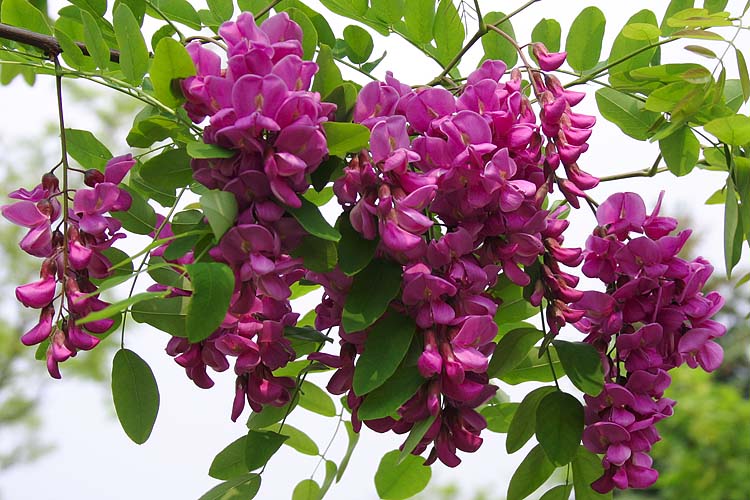 Pink Cascades