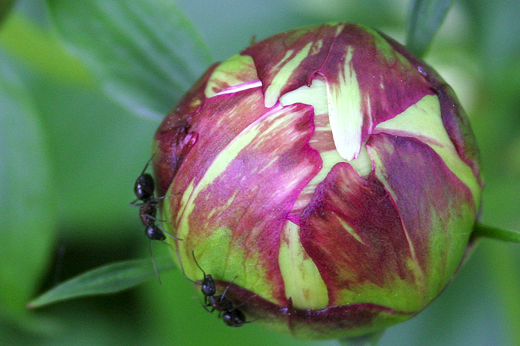 Peony Party