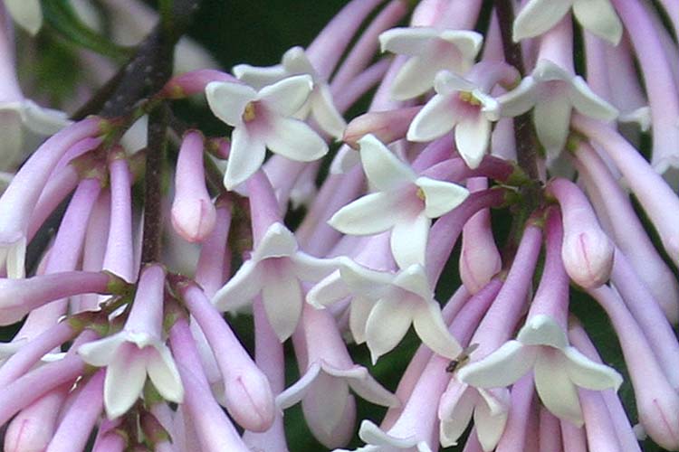 Lilacs