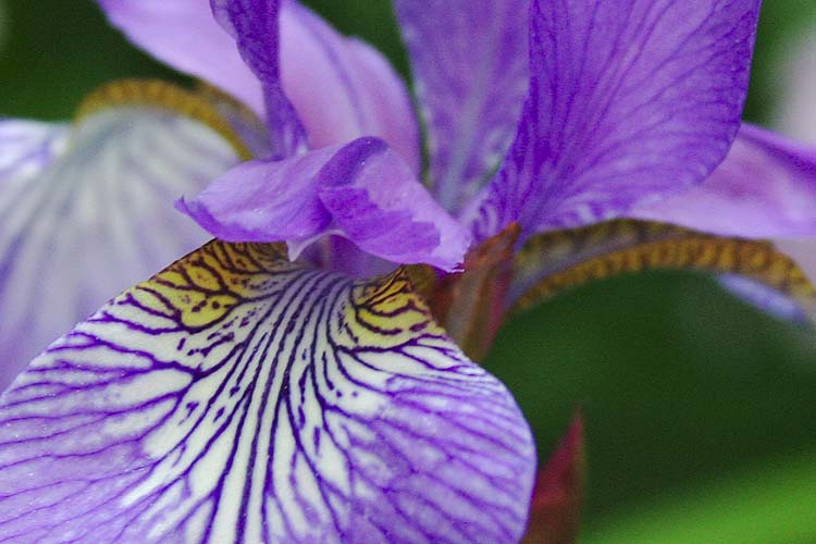 Iris