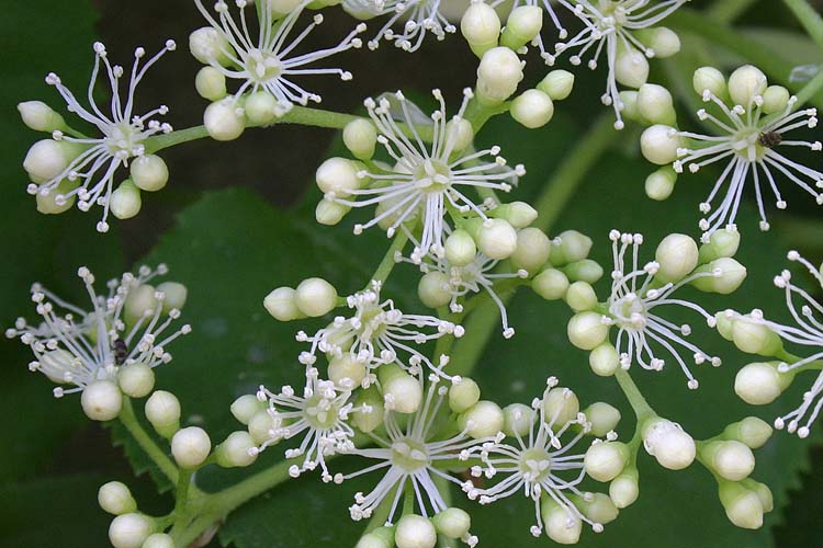 Hydrangea Flower