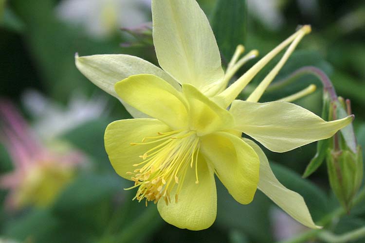 Colombine