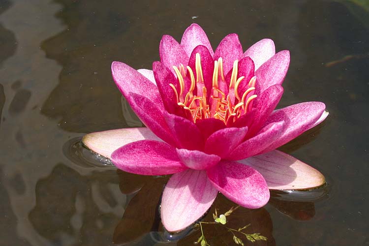 Pink Waterlily