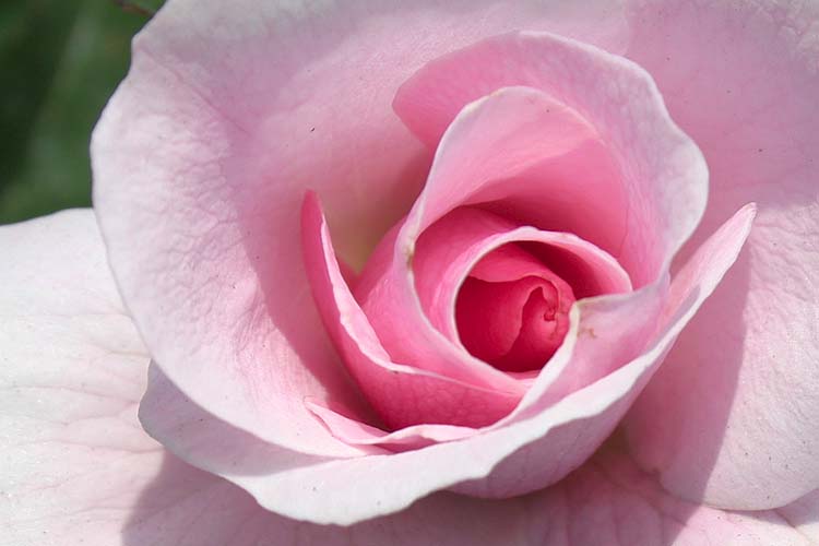 Pink Rose