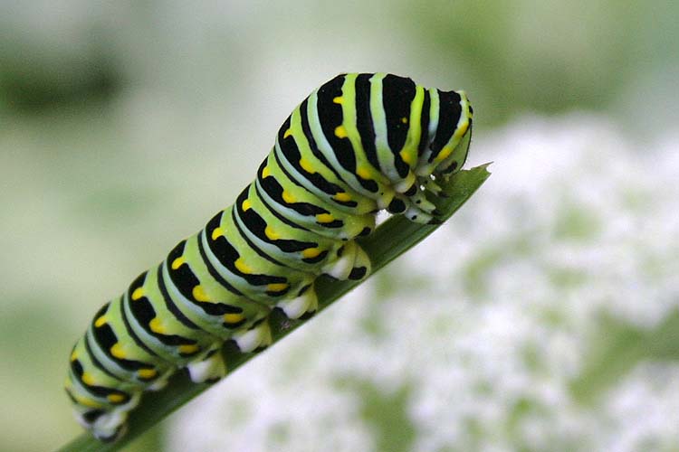 Caterpillar