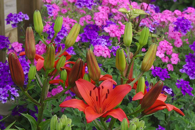 Flower Garden