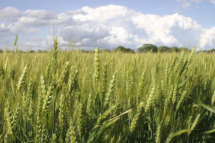 Wheat Field