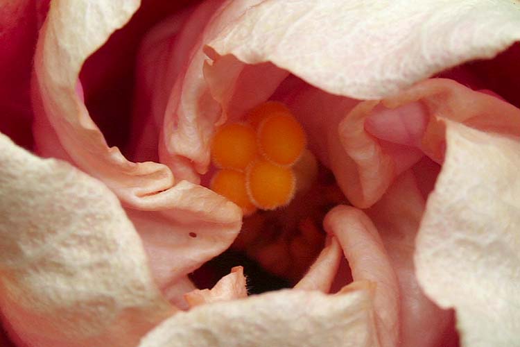 Petals Unfurling