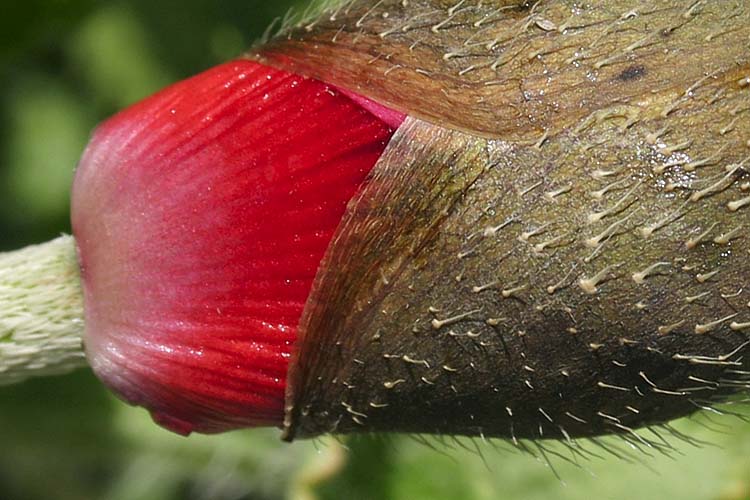 Poppy Bud