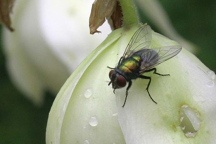 Fly