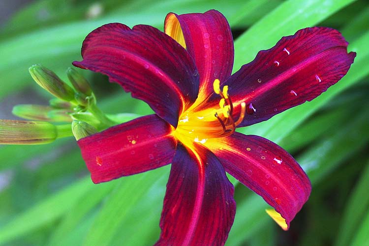 Red Day Lily