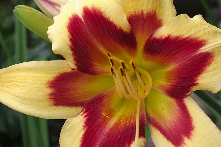 Lily Markings